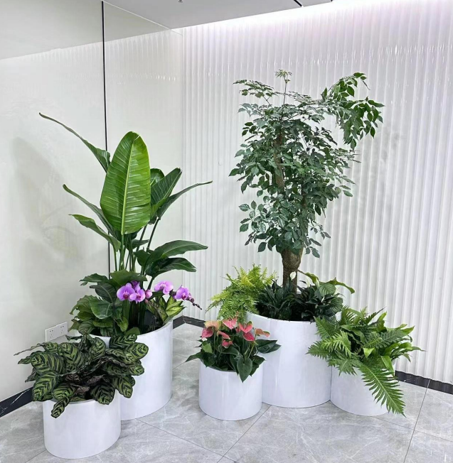 黄浦办公绿植租赁     
